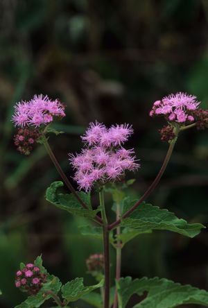 Eupatorium coelestinum (Mist Flower)