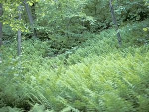 Matteucia struthiopteris (Ostrich Fern)