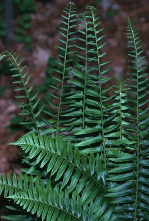 Polystichum acrostichoides (Christmas Fern)