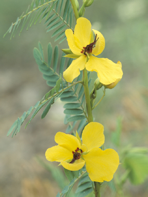 Cassia fasciculata (Partridge Pea)