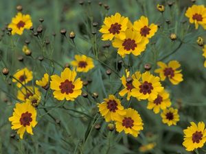 Coreopsis tinctoria (Plains Coreopsis)