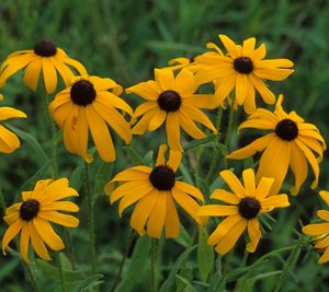 Rudbeckia hirta (Black-eyed Susan)