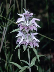 Monarda citriodora (Lemon Horsemint)