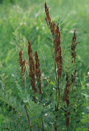 Osmunda regalis (Royal Fern)