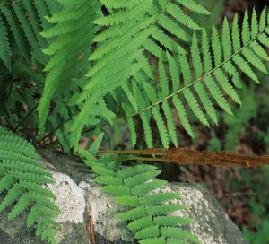 Osmunda cinnamomea (Cinnamon Fern)