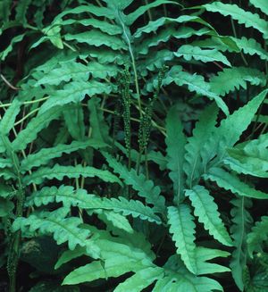 Onoclea sensibilis (Sensitive Fern)