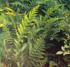 Dryopteris celsa (Log Fern)