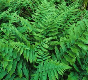 Dryopteris goldiana (Goldie's Fern)