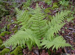 Dryopteris marginalis (Marginal Shield Fern)