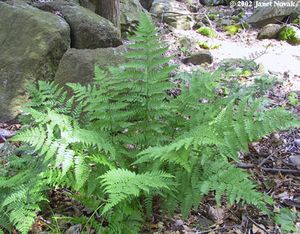 Dryopteris carthusiana (Spinulose Shield Fern)