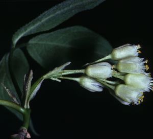 Staphylea trifolia (Bladdernut)
