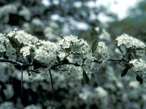 Crataegus crusgalli (Cockspur Hawthorn)