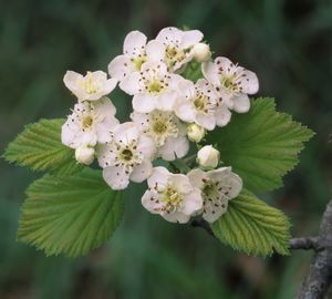 Crataegus mollis (Downy Hawthorn)