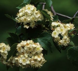 Crataegus phaenopyrum (Washington Hawthorn)