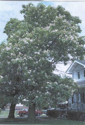 Catalpa speciosa (Northern Catalpa)