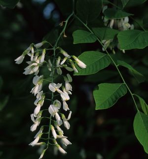 Cladrastis kentukea (Yellowwood)