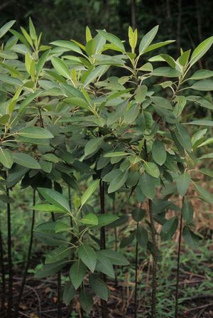 Leitneria floridana (Corkwood)