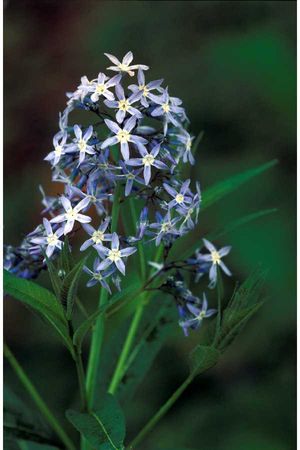 Amsonia tabernaemontana (Bluestar)