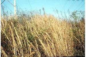 Andropogon virginicus (Broom Sedge)