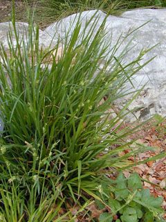 Carex blanda (Eastern Woodland Sedge)
