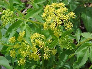 Zizia aurea (Golden Alexanders)