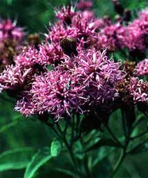 Vernonia baldwinii (Western Ironweed)