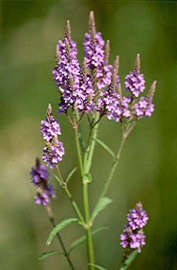 Verbena hastata (Blue Vervain)