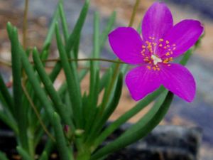 Talinum calycinum (Fame Flower)