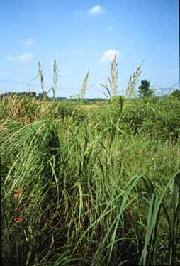 Spartina pectinata (Prairie Cord Grass)