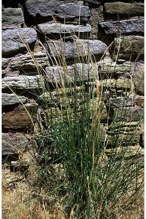 Sporobolus cryptandrus (Sand Dropseed)