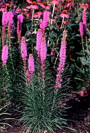 Liatris spicata (Marsh Blazing Star)