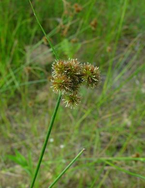 Juncus torreyi (Torrey's Rush)