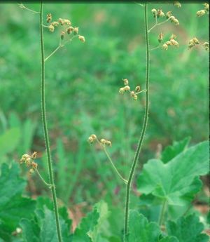 Heuchera richardsonii (Alum Root)
