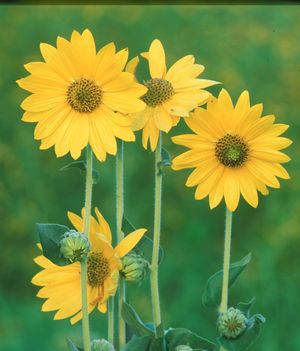 Helianthus mollis (Ashy Sunflower)