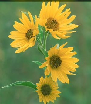 Helianthus maximilianii (Maximilian Sunflower)