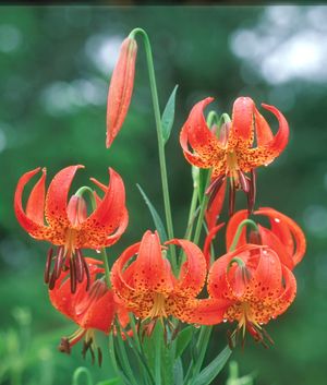 Lilium michiganense (Michigan Lily)