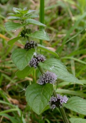 Mentha arvensis (American Wild Mint)