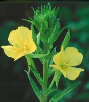 Oenothera biennis (Common Evening Primrose)