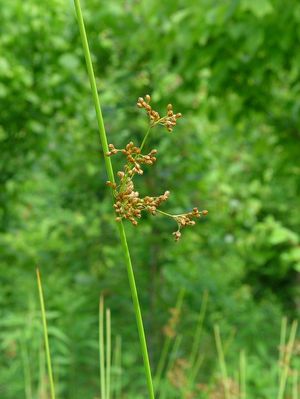 Juncus effusus (Soft Rush)