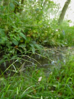 Glyceria striata (Fowl Manna Grass)