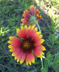 Gaillardia pulchella (Indian Blanket)