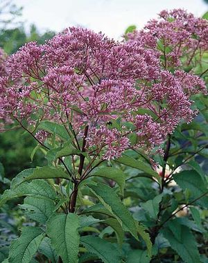 Eupatorium purpureum (Joe Pye Weed)