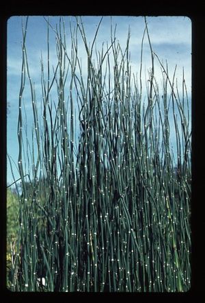 Equisetum hyemale (Horsetail)