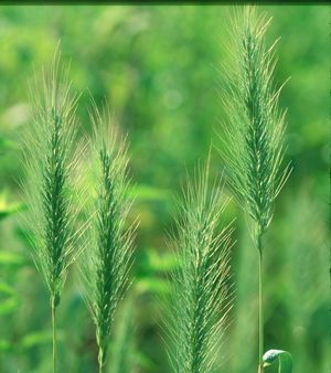 Elymus virginicus (Virginia Wild Rye)