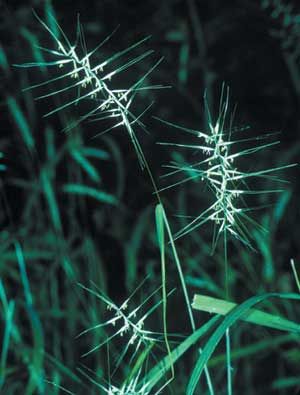Hystrix patula (Bottlebrush Grass)