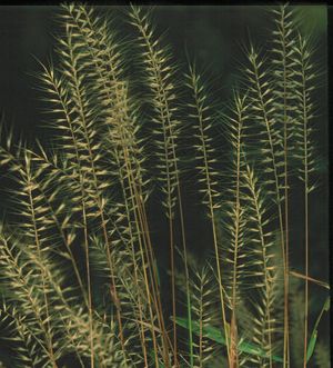 Elymus hystrix (Bottlebrush Grass)