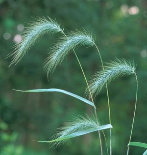 Elymus canadensis (Canada Wild Rye)