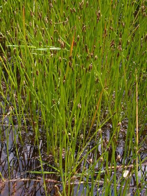 Eleocharis palustris (Creeping Spike Rush)