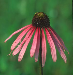 Echinacea simulata (Glade Coneflower)