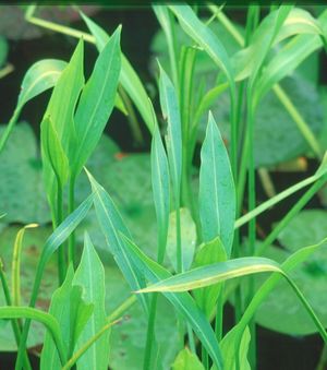 Sagittaria graminea (Arrowhead)